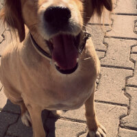 Golden Retriever, Köpek  Korsan fotoğrafı