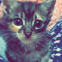 Tekir Kedi, Kedi  Miu fotoğrafı