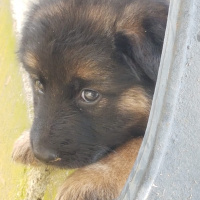 Alman Çoban Köpeği, Köpek  Tina fotoğrafı