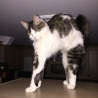 Tekir Kedi, Kedi  Kundun fotoğrafı