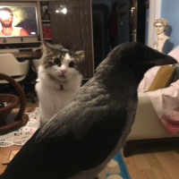 Tekir Kedi, Kedi  Kundun fotoğrafı