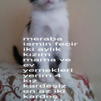 Tekir Kedi, Kedi  Fecir fotoğrafı