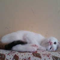 Tekir Kedi, Kedi  Ayaz fotoğrafı