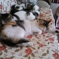 Tekir Kedi, Kedi  Tüylüş fotoğrafı