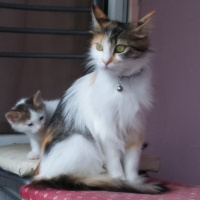 Tekir Kedi, Kedi  İlk adı istanbul idi ama ben TÜYLÜ koydum ismini fotoğrafı