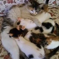 Tekir Kedi, Kedi  İlk adı istanbul idi ama ben TÜYLÜ koydum ismini fotoğrafı