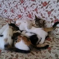 Tekir Kedi, Kedi  İlk adı istanbul idi ama ben TÜYLÜ koydum ismini fotoğrafı