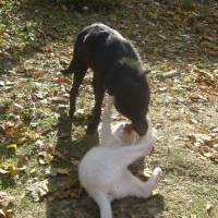 Van Kedisi, Kedi  çakır fotoğrafı