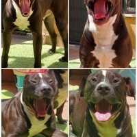 Amerikan Staffordshire Terrier, Köpek  Hera fotoğrafı