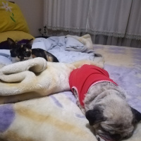 Tekir Kedi, Kedi  çakıl fotoğrafı