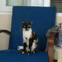Tekir Kedi, Kedi  çakıl fotoğrafı