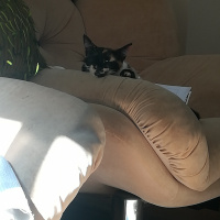 Tekir Kedi, Kedi  çakıl fotoğrafı