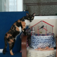 Tekir Kedi, Kedi  çakıl fotoğrafı