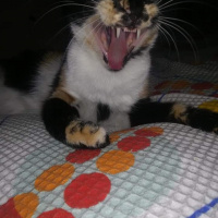 Tekir Kedi, Kedi  çakıl fotoğrafı
