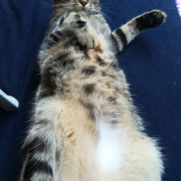 Tekir Kedi, Kedi  çakıl fotoğrafı
