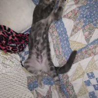 Tekir Kedi, Kedi  çakıl fotoğrafı