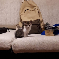 Tekir Kedi, Kedi  Ceviz fotoğrafı