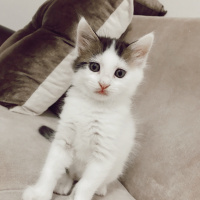 Tekir Kedi, Kedi  Kaymak fotoğrafı