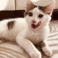 Tekir Kedi, Kedi  Kaymak fotoğrafı