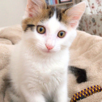 Tekir Kedi, Kedi  Kaymak fotoğrafı
