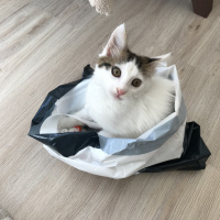 Tekir Kedi, Kedi  Kaymak fotoğrafı