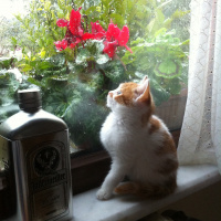 Sarman, Kedi  Patrick fotoğrafı