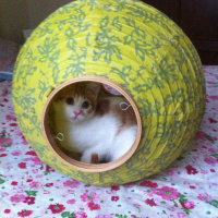 Sarman, Kedi  Patrick fotoğrafı