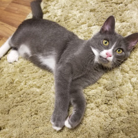 Mavi Rus, Kedi  Mila fotoğrafı