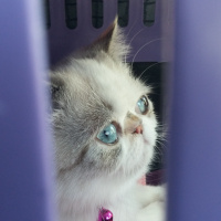 Exotic Shorthair, Kedi  Kushi fotoğrafı