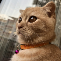 British Shorthair, Kedi  Tarkan fotoğrafı