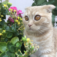 British Shorthair, Kedi  Tarkan fotoğrafı