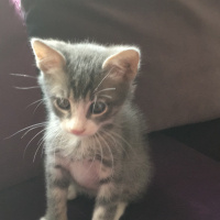 Tekir Kedi, Kedi  Yaver fotoğrafı