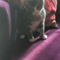 Tekir Kedi, Kedi  Yaver fotoğrafı