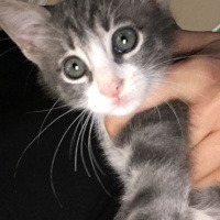 Tekir Kedi, Kedi  Yaver fotoğrafı