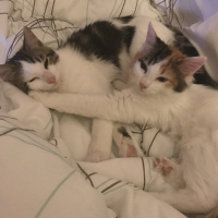 Tekir Kedi, Kedi  Miya fotoğrafı