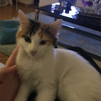 Tekir Kedi, Kedi  Miya fotoğrafı