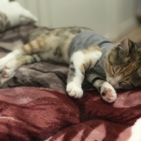 Tekir Kedi, Kedi  Efsun fotoğrafı