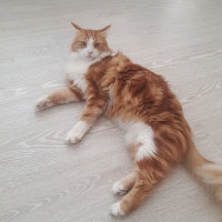 Tekir Kedi, Kedi  Tarçın fotoğrafı