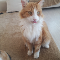 Tekir Kedi, Kedi  Tarçın fotoğrafı
