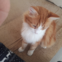 Tekir Kedi, Kedi  Tarçın fotoğrafı