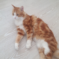 Tekir Kedi, Kedi  Tarçın fotoğrafı