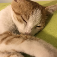 Sarman, Kedi  Nohut fotoğrafı