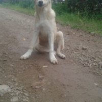 Golden Retriever, Köpek  Şanslı fotoğrafı