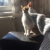 Tekir Kedi, Kedi  Reis fotoğrafı