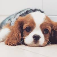 Cavalier King Charles Spanieli, Köpek  Zuzuu fotoğrafı