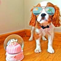 Cavalier King Charles Spanieli, Köpek  Zuzuu fotoğrafı