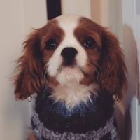 Cavalier King Charles Spanieli, Köpek  Zuzuu fotoğrafı