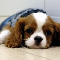 Cavalier King Charles Spanieli, Köpek  Zuzuu fotoğrafı