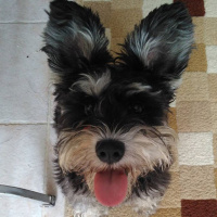 Minyatür Schnauzer, Köpek  Kırpık fotoğrafı