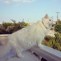 Ankara Kedisi, Kedi  Şeker fotoğrafı